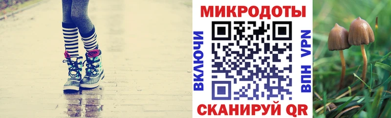 Галлюциногенные грибы Psilocybe  Обнинск 